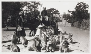European woman feeding a troop of monkeys, India, c 1910 by Unbekannt