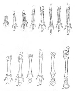Evolution of the Horse by Unbekannt