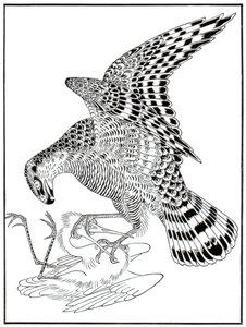 Falcon and egret, 16th century 1886