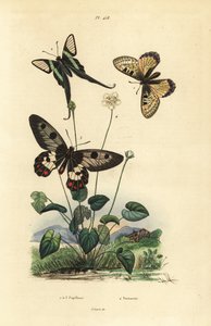 False Apollo, White Dragontail, and Clearwing Swallowtail, Grass of Parnassus by Unbekannt