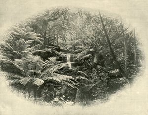 Fern Tree Gully, Tasmania, 1901 by Unbekannt