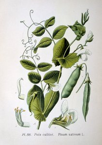 Field and garden pea, 1893 by Unbekannt
