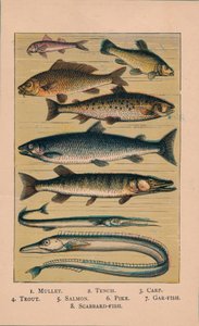 Fish, 1907 by Unbekannt