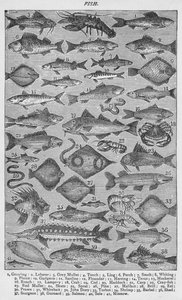Fish by Unbekannt