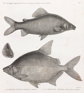 Fish: The Characin Nefasch & The Serrasalme Citharine by Unbekannt