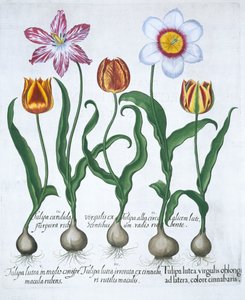 Five Tulips by Unbekannt