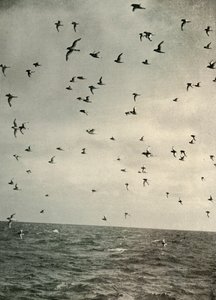 Flight of Antarctic Petrels, c1908, 1909 by Unbekannt