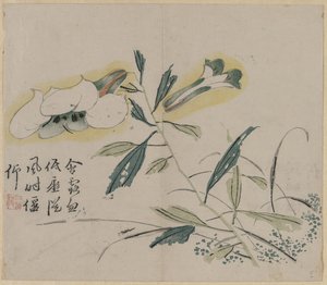 Flowering Lily by Unbekannt