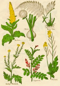 Flowers: Mullein, Onion, Male Fern, Hedge-Mustard, Liquorice, Mustard by Unbekannt