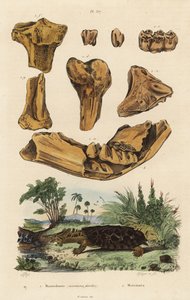 Fossil bones of an extinct American mastodon, Mammut americanum, and mata mata, Chelus fimbriata