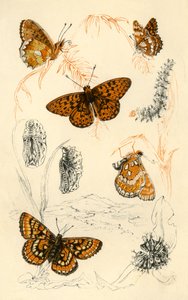 Fritillary Butterflies, 19th Century by Unbekannt