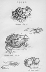 Frogs by Unbekannt