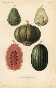 Fruits by Unbekannt