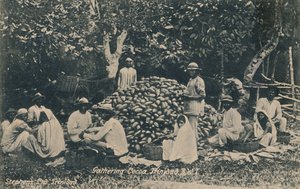 Gathering Cocoa, Trinidad, B.W.I.