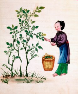 Gathering Mulberry Leaves to Feed Silkworms