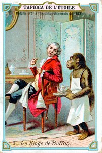 George-Louis Leclerc, Comte de Buffon, 18th Century French Naturalist