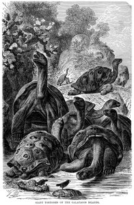 Giant Tortoises of the Galapagos Islands Observed by Darwin
