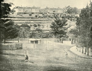 Gladesville Asylum for the Insane, New South Wales, 1901 by Unbekannt