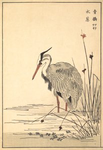 Gray Heron Aosagi and Mizu-aoi Plant