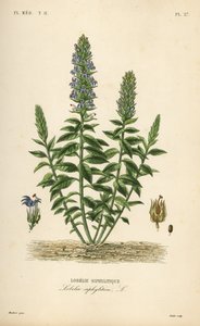 Great blue lobelia