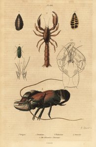 Great Green Bush-cricket, Foraminifera, Scorpion Mud Lobster, Crayfish, and Head of American Crawfish