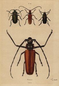 Great Long-horn Beetle, Aegosoma Scabricorne, Pyrodes Nitidus and Prionus Desmaretii by Unbekannt