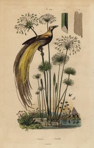 Greater Bird-of-paradise and Papyrus Grass by Unbekannt