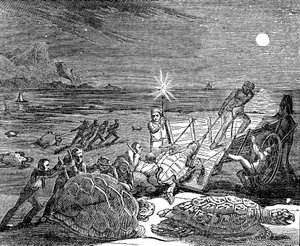 Green Turtles and Loggerhead Turtles Captured on Coast of Cuba, 1832