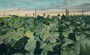 Growing Tobacco, Cuba