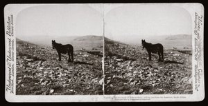 Boer War (South Africa) by Unbekannt