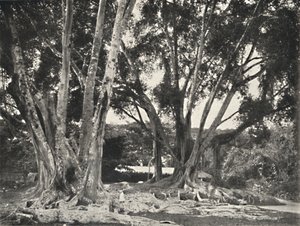 Rubber Tree (Ficus elastica)