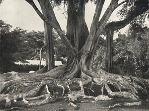 Rubber Trees like Plate 14, Partial View of the Buttress Roots, 1926