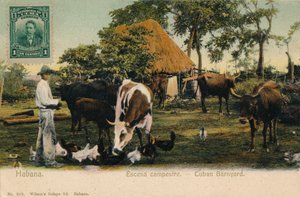 Habana. Escena Campestre - Cuban Barnyard
