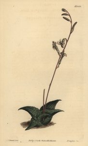 Haworthia venosa