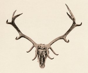Head of a Deer by Unbekannt