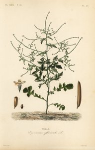 Hedge mustard, Sisymbrium officinale, Erysimum officinale by Unbekannt