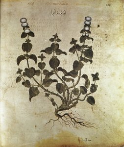 Herbals Peppermint, 6th century
