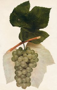 Hidalgo