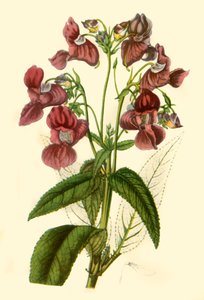 Himalayan Balsam: Impatiens Glandulifera, 1840, 1944 by Unbekannt