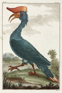 Hornbill by Unbekannt