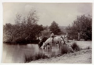 Horses drinking at pond, c 1890 by Unbekannt