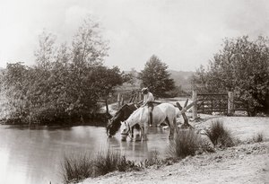 Horses drinking at pond, c. 1890s by Unbekannt