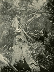 How Are The Mighty Fallen, 1901