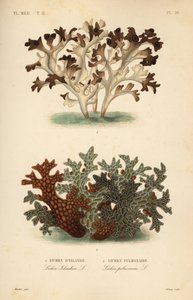 Iceland moss and tree lungwort