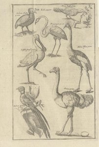 Illustration from the Book Description of the Cape of Good Hope and Its Inhabitants by Kolb, Peter and Published by Peter Conrad Monath (de, 1745)