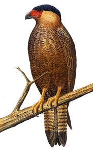 Illustration/Polyborus lutosus/Quelili/Caracara de Guadalupe/Guadalupe Caracara