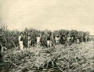 In a Queensland Sugar Plantation