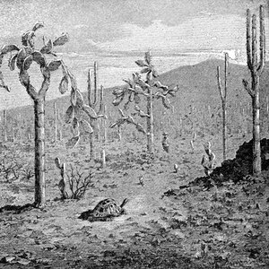 Indefatigable Island, Galapagos Archipelago, 1895
