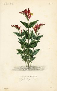 Indian pink or woodland pinkroot