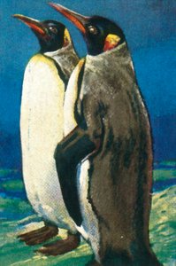 King penguins, c1928 by Unbekannt